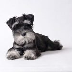 schnauzer
