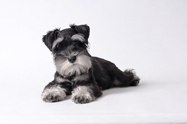 schnauzer