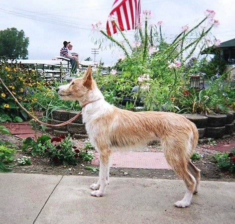 Podenco Portugués