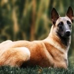 Pastor Belga Mallinois / Kennel Club Argentino - KCA