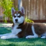  Husky Siberiano cachorro