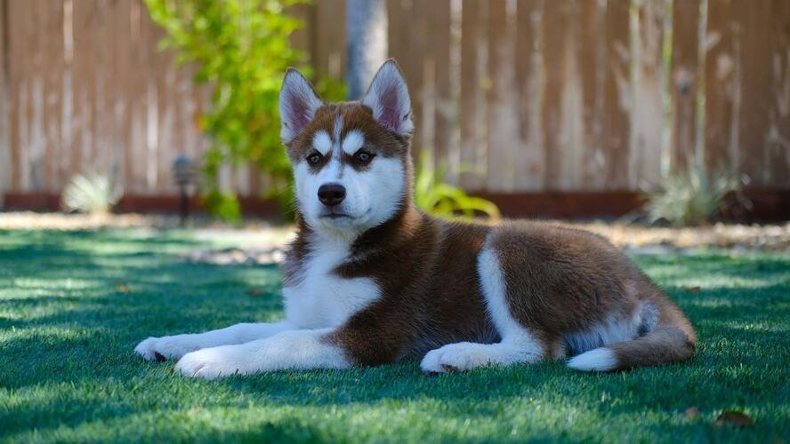 cachorros husky marrones y negros