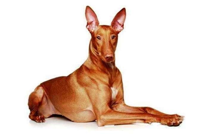 Perro del Faraón