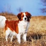Kooikerhondje 