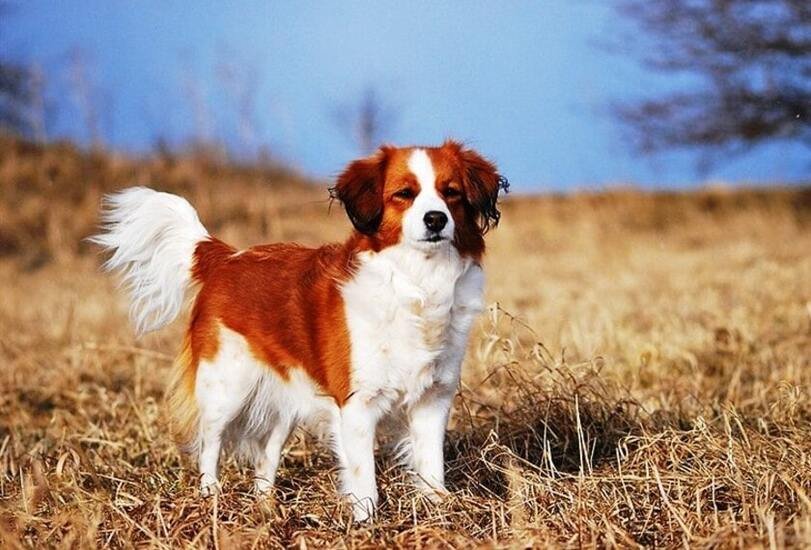 Kooikerhondje 
