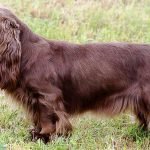Sussex Spaniels