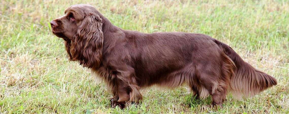 Sussex Spaniels