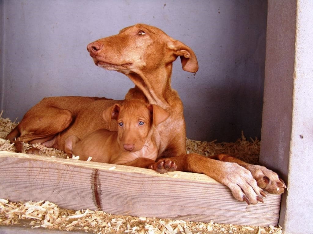 Podenco Canario / Kennel Club Argentino