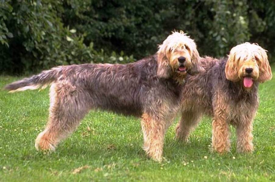 Perro Rastreador de Nutrias / Otterhound / Kennel Club Argentino