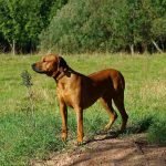 Rhodesian Ridgeback sobre montículo de tierra