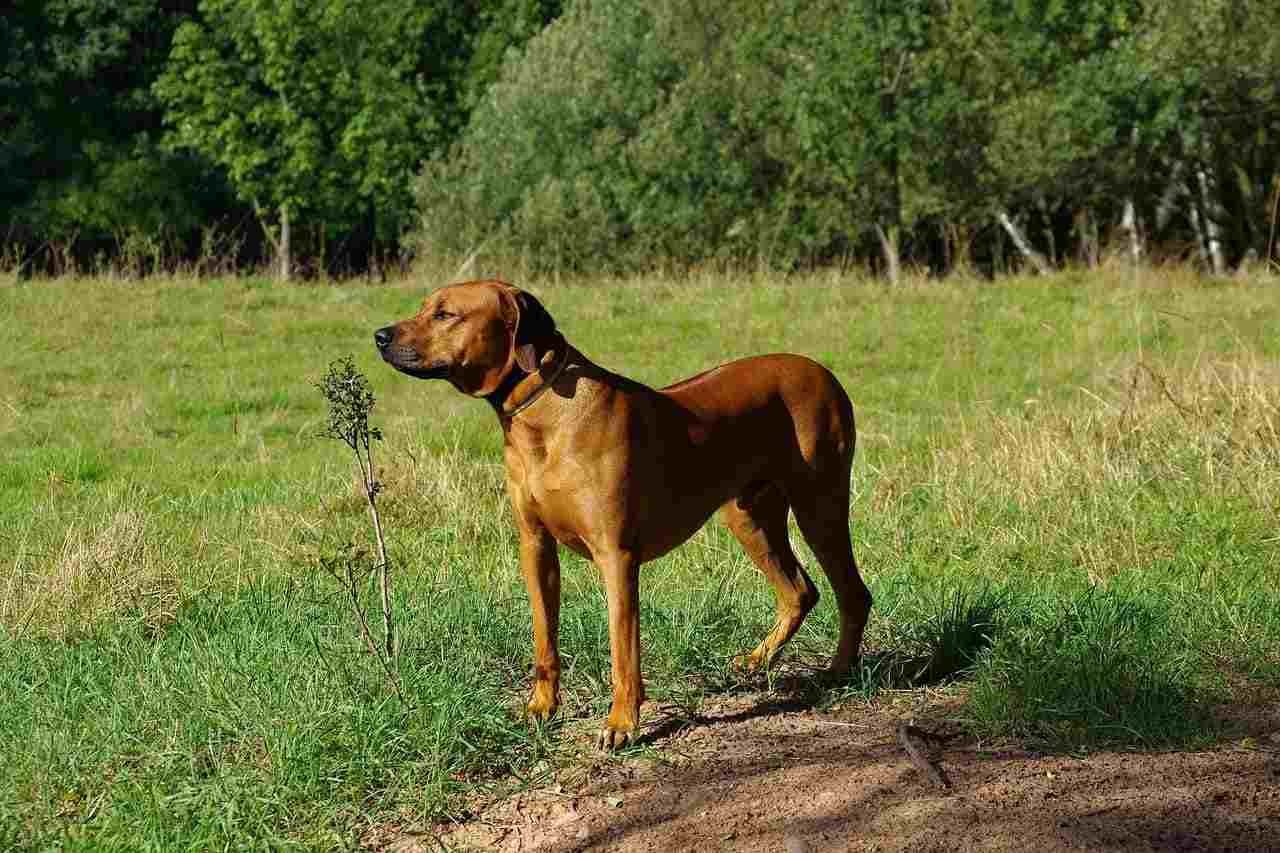 Rhodesian Ridgeback sobre montículo de tierra