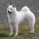 Kishu Inu