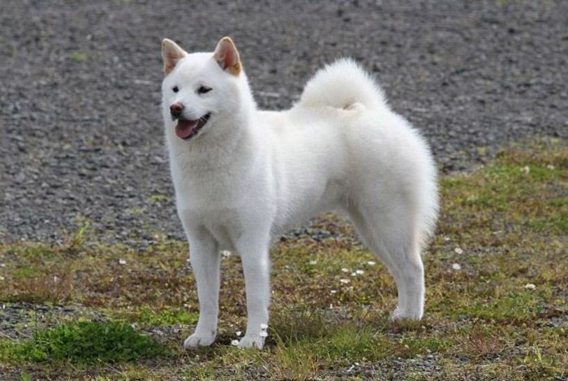 Kishu Inu