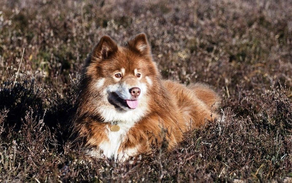 Perro Finlandés de Laponia