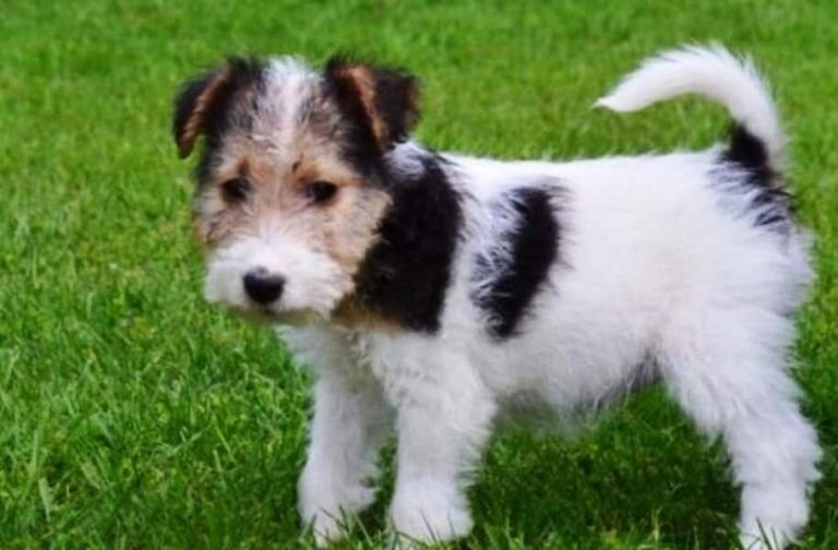 Fox Terrier Un Cl sico Entre Los Terrier Kennel Club Argentino fox-terrier-un-cl-sico-entre-los-terrier-kennel-club-argentino