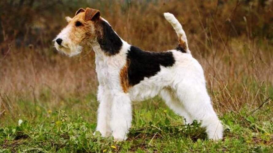 Fox Terrier pelo duro