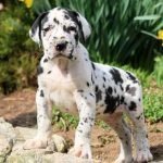 cachorro de Dogo Alemán
