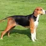 perro Harrier