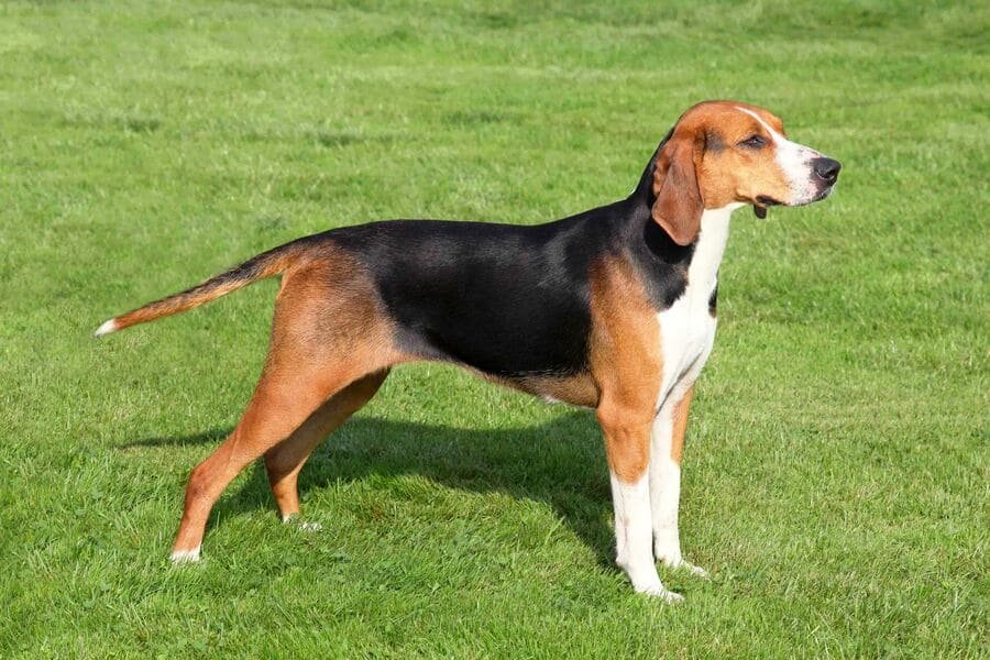 perro Harrier