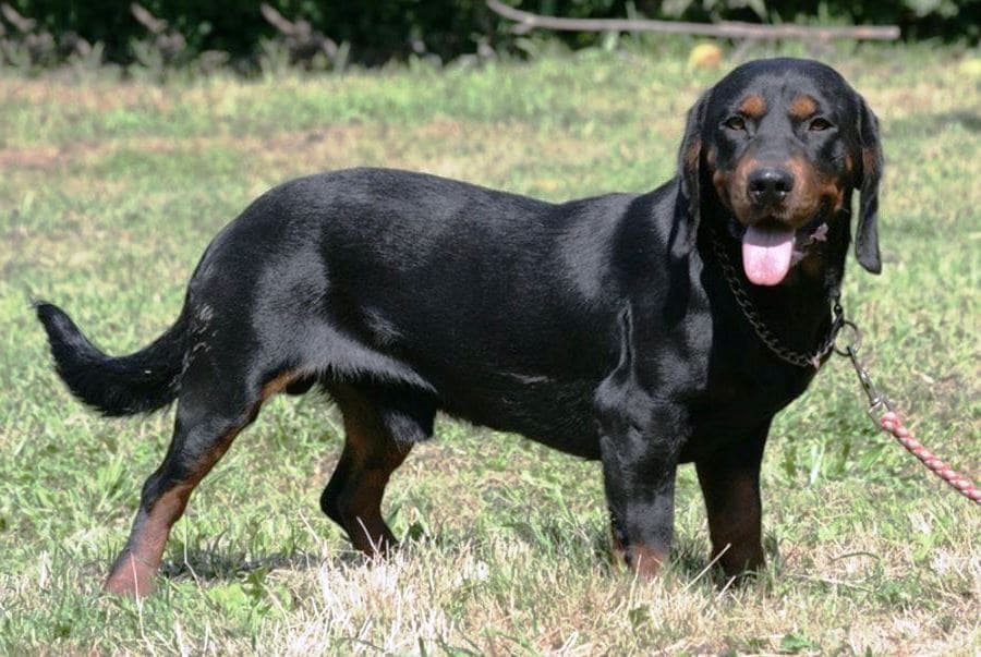 Tejonero Alpino
