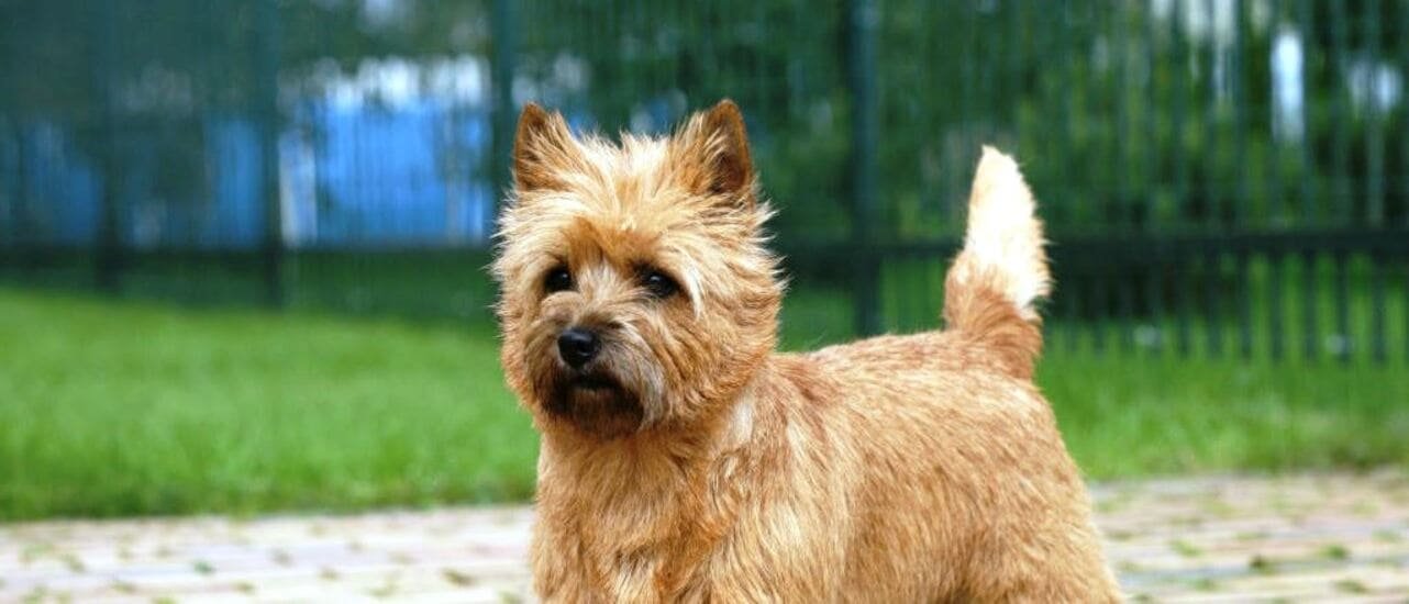 Cairn Terrier