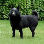 schipperke