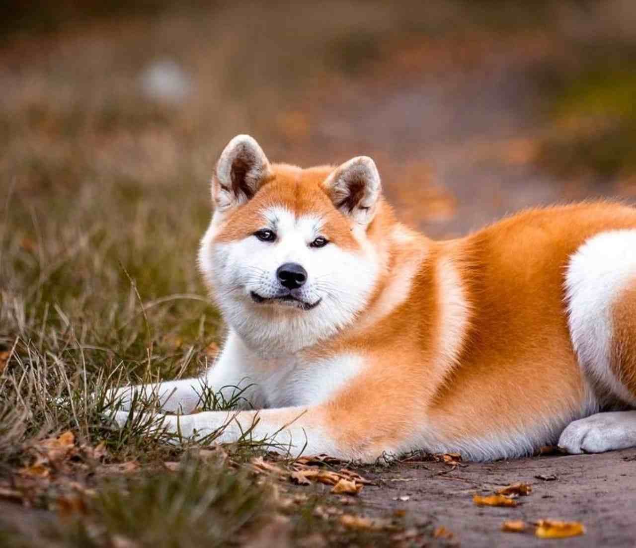 akita inu en el cesped