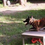 perro sobre mesa, curso de adiestramiento