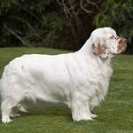 Clumber Spaniel