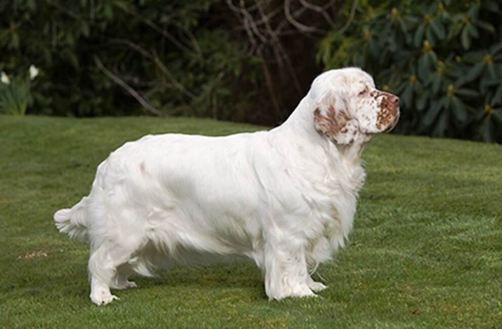 Clumber Spaniel