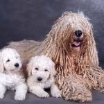 Komondor con cachorros