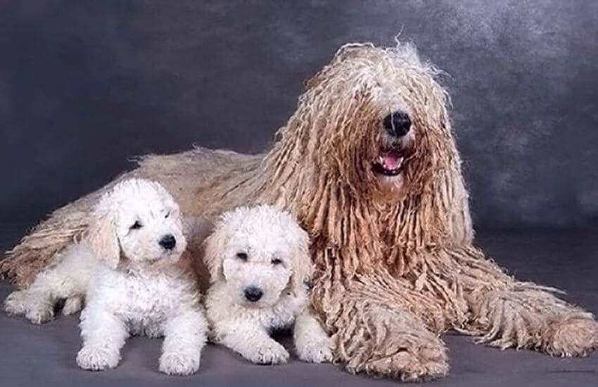 Komondor con cachorros