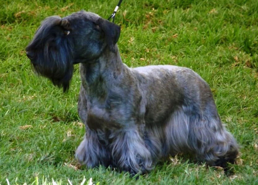 terrier checo negro