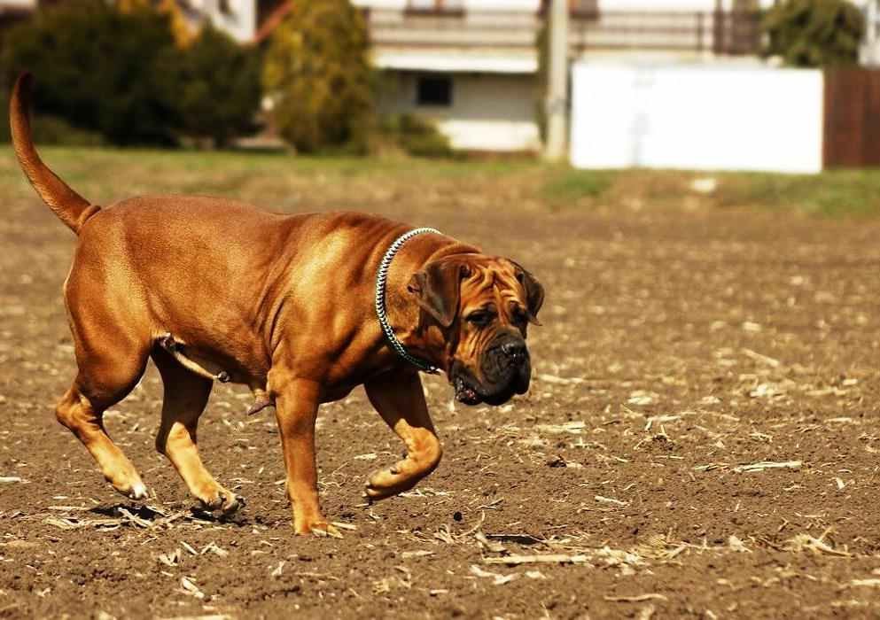 boerboel