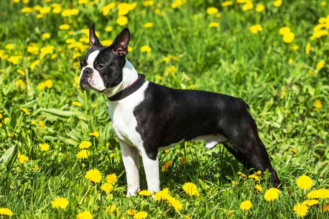 dibujo de cara de boston terrier