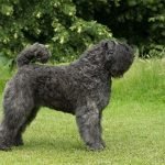 Bouvier des Flandres