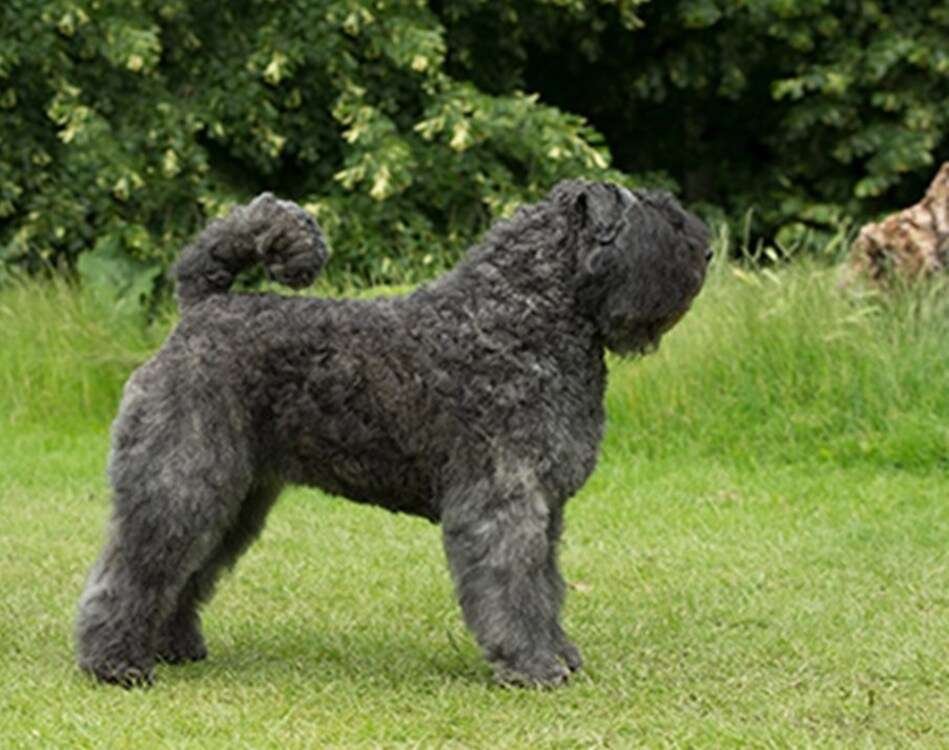 Bouvier des Flandres