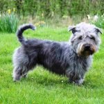 Irish Glen of Imaal Terrier
