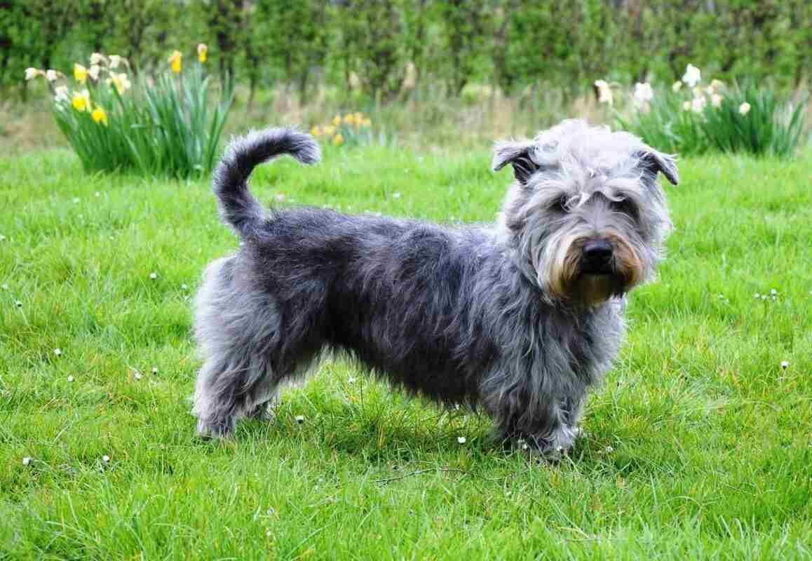 Irish Glen of Imaal Terrier