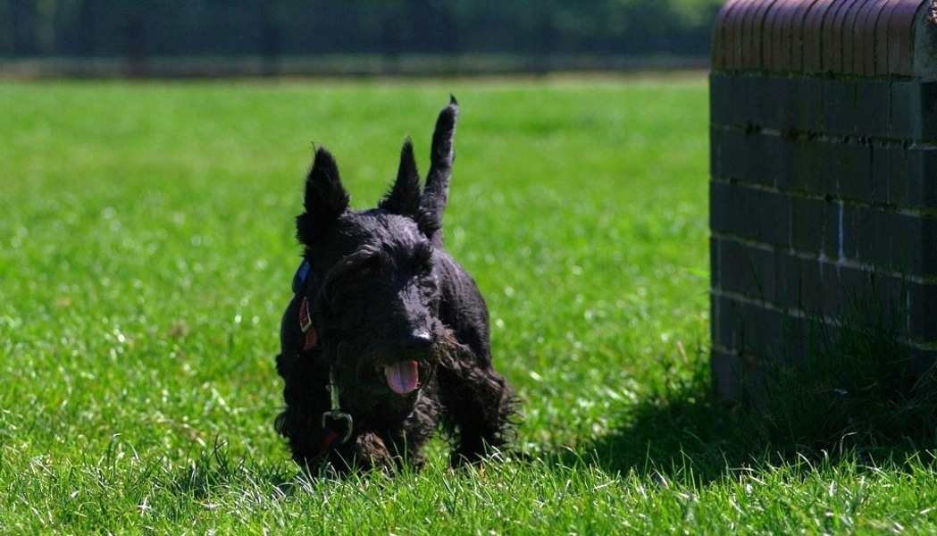 Scottish Terrier negro
