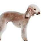 Bedlington Terrier