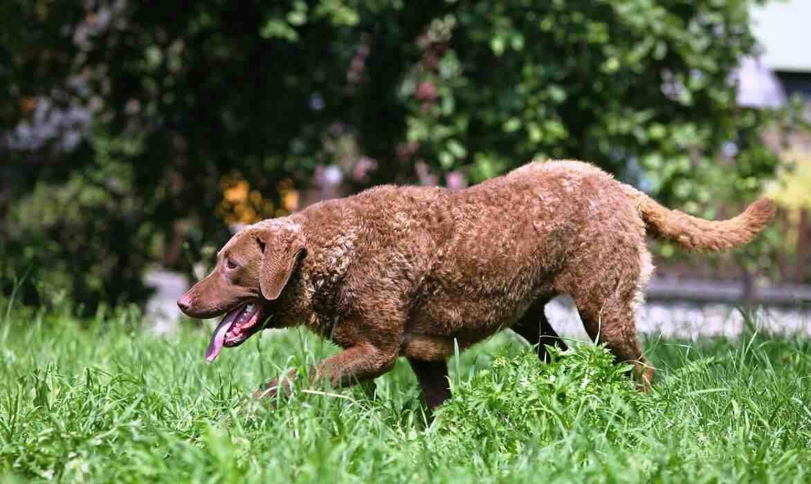 Chesapeake Bay Retriever agazapado