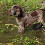 Spinone Italiano cachorro entrando al agua
