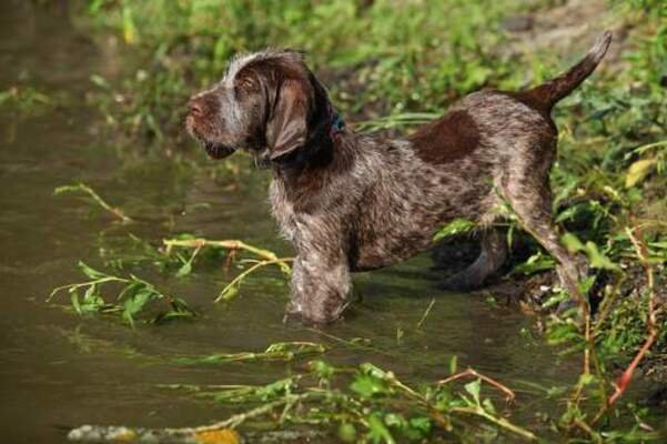 Spinone Italiano cachorro entrando al agua