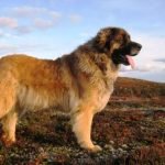 Leonberger
