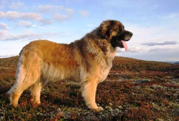 Leonberger