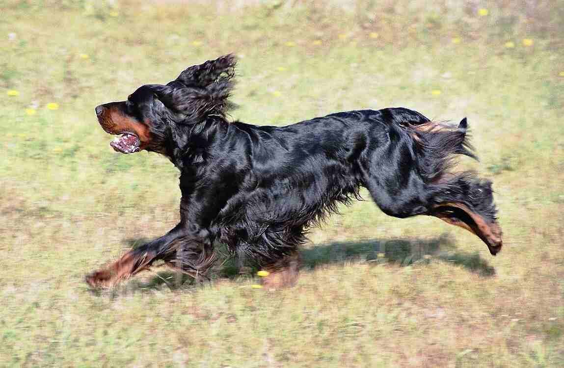 Setter Gordon corriendo