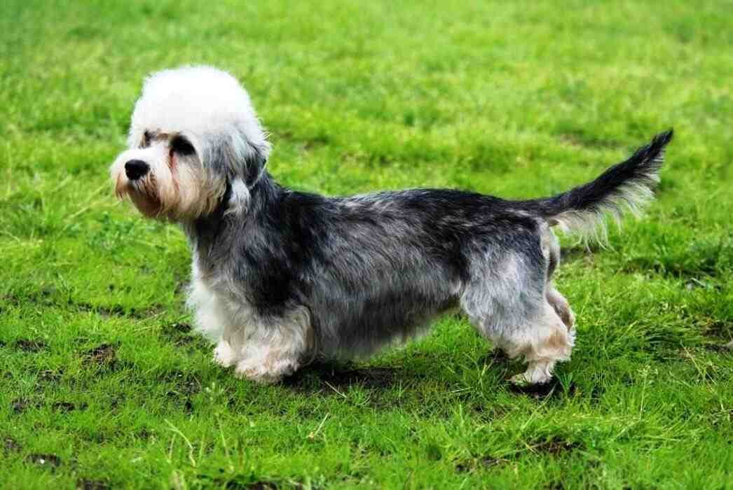 Dandie Dinmont Terrier