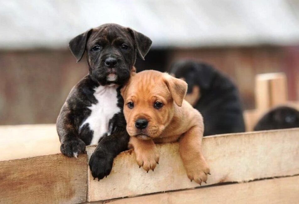 son los staffordshire bull terriers inteligentes