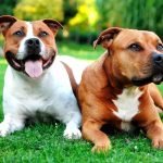 American Staffordshire Terrier